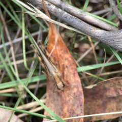 Caledia captiva at Legacy Park Woodland Reserve - 20 Mar 2024 04:15 PM