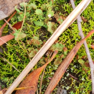 Unidentified Lichen, Moss or other Bryophyte at Crace, ACT - 20 Mar 2024 by WalkYonder