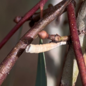 Chaetophyes compacta at Legacy Park Woodland Reserve - 20 Mar 2024