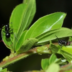 Unidentified Parasitic wasp (numerous families) at Wellington Point, QLD - 13 Mar 2024 by TimL