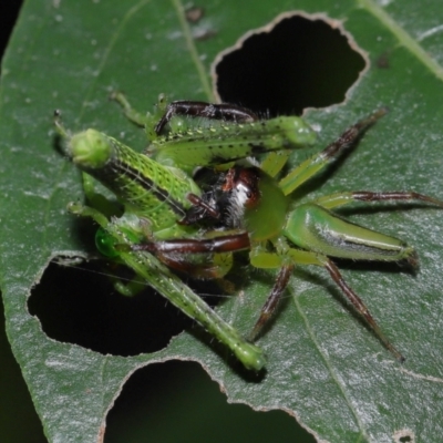 Mopsus mormon (Green Jumping Spider) at Capalaba, QLD - 1 Mar 2024 by TimL