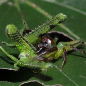 Mopsus mormon at Capalaba, QLD - 1 Mar 2024 11:00 AM
