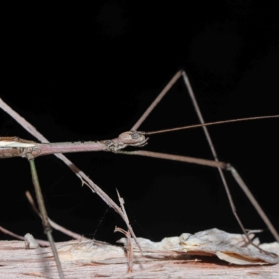 Unverified Stick insect (Phasmatodea) at Capalaba, QLD - 1 Mar 2024 by TimL