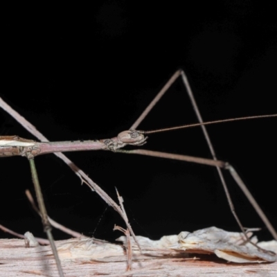 Unidentified Stick insect (Phasmatodea) at Capalaba, QLD - 29 Feb 2024 by TimL