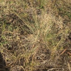 Eragrostis curvula (African Lovegrass) at Farrer Ridge - 20 Mar 2024 by brettguy80