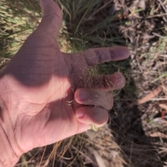 Eragrostis curvula at Farrer Ridge - 21 Mar 2024