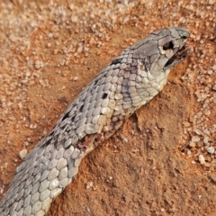 Pseudonaja aspidorhyncha at Lindon, SA - 19 Mar 2024 by AaronClausen