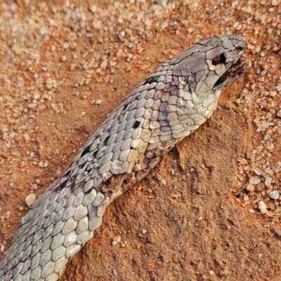 Unidentified Snake at Lindon, SA - 19 Mar 2024 by AaronClausen