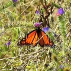 Danaus plexippus (Monarch) at Canyonleigh - 19 Mar 2024 by GlossyGal