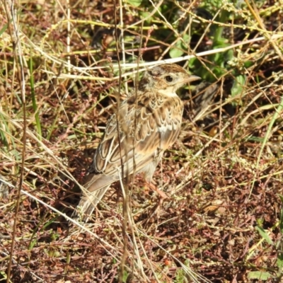 Anthus australis (Australian Pipit) at Guula Ngurra National Park - 19 Mar 2024 by GlossyGal