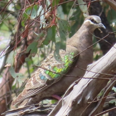 Phaps chalcoptera (Common Bronzewing) at Cootamundra, NSW - 17 Mar 2024 by RobParnell