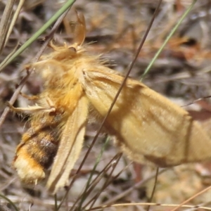 Euproctis (genus) at Cootamundra, NSW - 17 Mar 2024