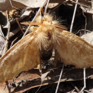 Euproctis (genus) at Cootamundra, NSW - 17 Mar 2024