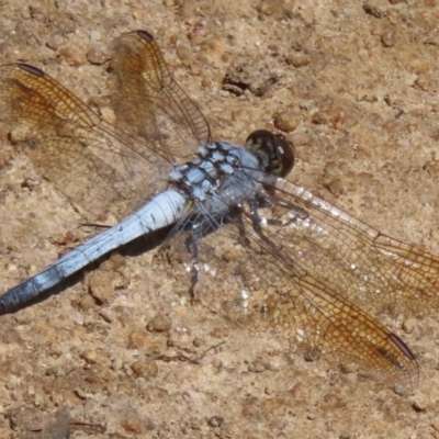 Orthetrum caledonicum (Blue Skimmer) at Cootamundra, NSW - 17 Mar 2024 by RobParnell