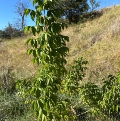 Acer negundo at Aranda Bushland - 21 Mar 2024 10:03 AM