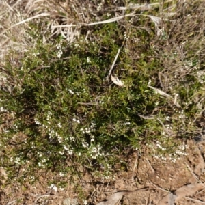 Cryptandra amara at Lower Molonglo - 17 Jul 2023