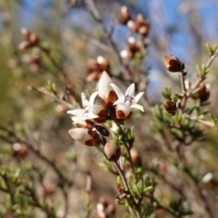 Cryptandra speciosa subsp. speciosa (Silky Cryptandra) at Molonglo River Reserve - 17 Jul 2023 by RobG1