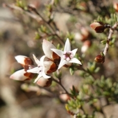 Cryptandra speciosa subsp. speciosa at Molonglo River Reserve - 17 Jul 2023 03:02 PM