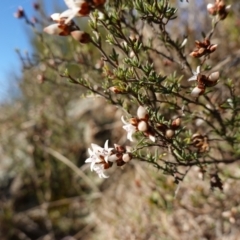 Cryptandra speciosa subsp. speciosa at Molonglo River Reserve - 17 Jul 2023