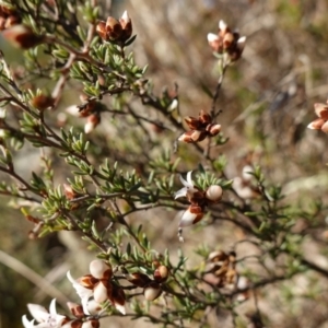 Cryptandra speciosa subsp. speciosa at Molonglo River Reserve - 17 Jul 2023 03:02 PM