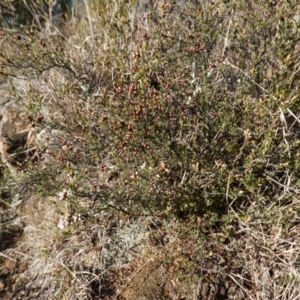 Cryptandra speciosa subsp. speciosa at Molonglo River Reserve - 17 Jul 2023 03:02 PM