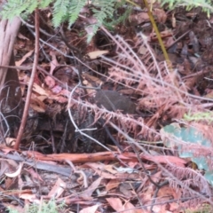 Antechinus agilis at Tidbinbilla Nature Reserve - 17 Mar 2024