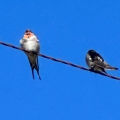 Hirundo neoxena at Yarralumla, ACT - 21 Mar 2024 11:02 AM