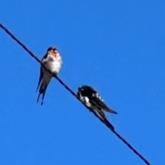 Hirundo neoxena at Yarralumla, ACT - 21 Mar 2024 11:02 AM