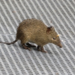 Isoodon obesulus obesulus (Southern Brown Bandicoot) at Paddys River, ACT - 17 Mar 2024 by Christine
