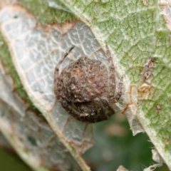 Dolophones sp. (genus) (Wrap-around spider) at Downer, ACT - 21 Mar 2024 by RobertD