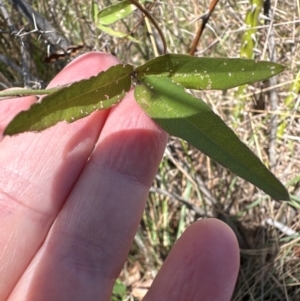 Glycine tabacina at Yarralumla, ACT - 21 Mar 2024