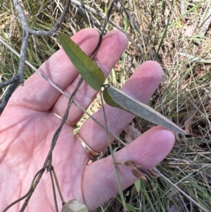 Glycine tabacina at Yarralumla, ACT - 21 Mar 2024