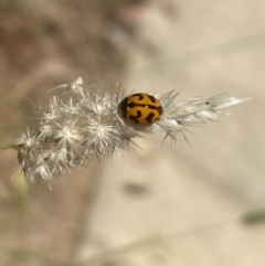 Coccinella transversalis (Transverse Ladybird) at Aranda, ACT - 21 Mar 2024 by Jubeyjubes