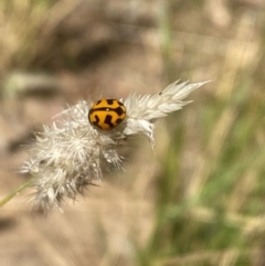 Coccinella transversalis at Aranda, ACT - 21 Mar 2024