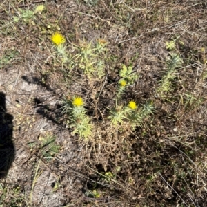 Carthamus lanatus at Yarralumla, ACT - 21 Mar 2024