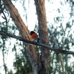 Petroica boodang (Scarlet Robin) at Denman Prospect 2 Estate Deferred Area (Block 12) - 17 Jul 2023 by RobG1