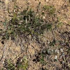 Glycine tabacina at Yarralumla, ACT - 21 Mar 2024