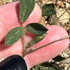 Glycine tabacina at Yarralumla, ACT - 21 Mar 2024