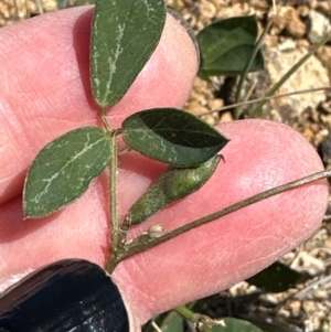 Glycine tabacina at Yarralumla, ACT - 21 Mar 2024 12:27 PM