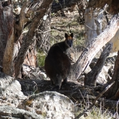 Wallabia bicolor (Swamp Wallaby) at Bango Nature Reserve - 19 Jul 2023 by RobG1