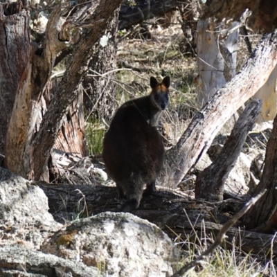 Wallabia bicolor (Swamp Wallaby) at Bango, NSW - 19 Jul 2023 by RobG1