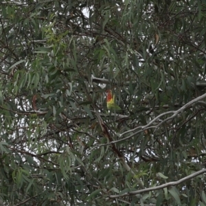 Platycercus eximius at Lyons, ACT - 16 Mar 2024