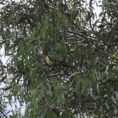 Platycercus eximius at Lyons, ACT - 16 Mar 2024