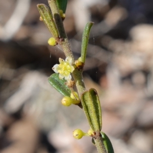 Phyllanthus occidentalis at Bango Nature Reserve - 19 Jul 2023