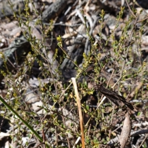 Phyllanthus occidentalis at Bango Nature Reserve - 19 Jul 2023