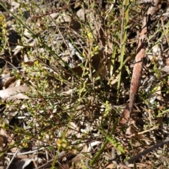 Phyllanthus occidentalis at Bango Nature Reserve - 19 Jul 2023