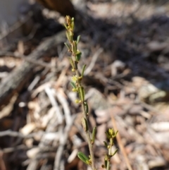 Phyllanthus occidentalis at Bango Nature Reserve - 19 Jul 2023