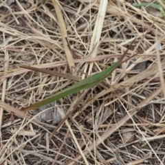 Acrida conica (Giant green slantface) at Lyons, ACT - 14 Mar 2024 by ran452