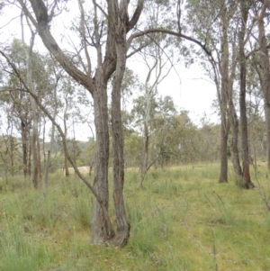 Eucalyptus macrorhyncha at Mulligans Flat - 4 Nov 2023 02:56 PM