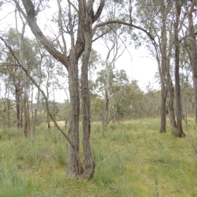 Eucalyptus macrorhyncha (Red Stringybark) at Bonner, ACT - 4 Nov 2023 by MichaelBedingfield